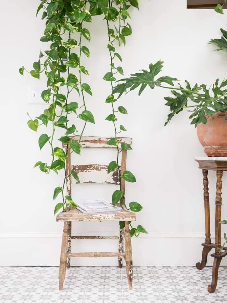 Hanging plants hot sale for bathroom